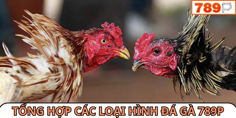 Đá gà 789P với đa dạng có hình thức thi đấu hấp dẫn
