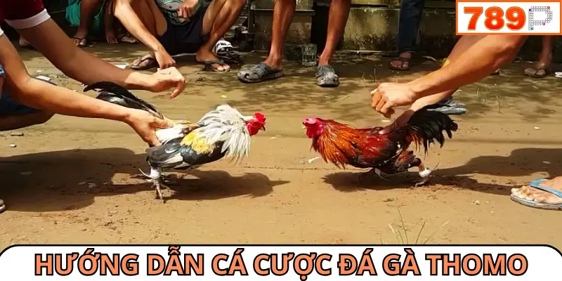 Hướng dẫn cá cược đá gà online Thomo